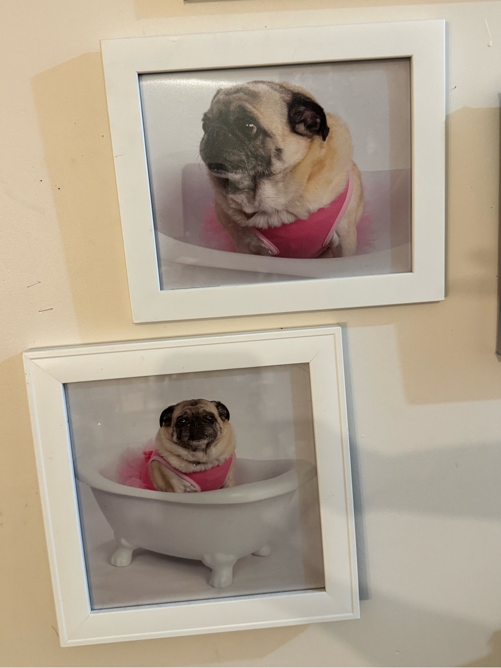 Cute Pug Photo Wall Art - Pink Outfit